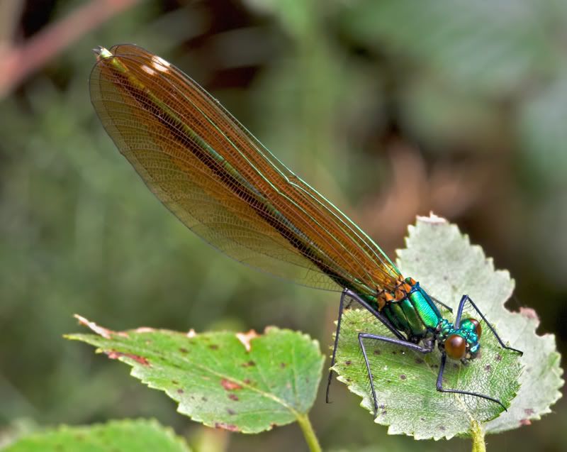 IMAGE: http://i92.photobucket.com/albums/l5/daveyboys/beautifulldamoisell2copy.jpg