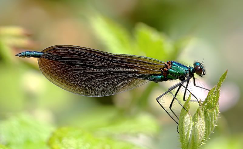 IMAGE: http://i92.photobucket.com/albums/l5/daveyboys/beautifulldamoisellcopy.jpg