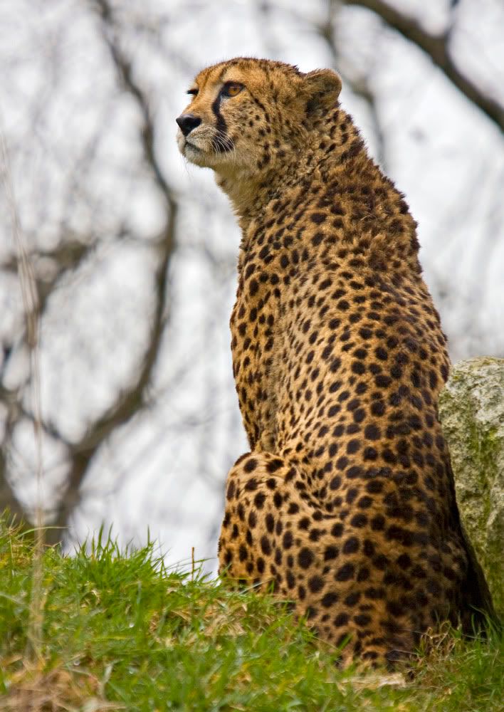 IMAGE: http://i92.photobucket.com/albums/l5/daveyboys/cheat1copy.jpg