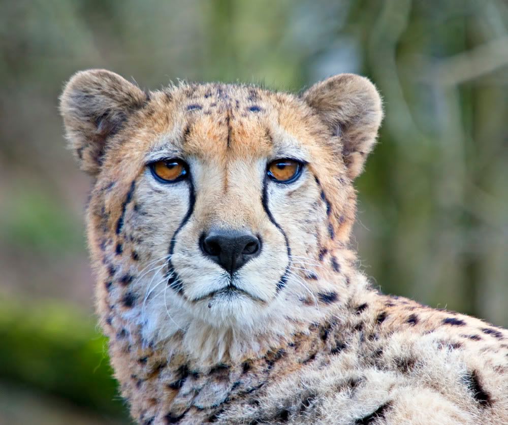 IMAGE: http://i92.photobucket.com/albums/l5/daveyboys/chet.jpg