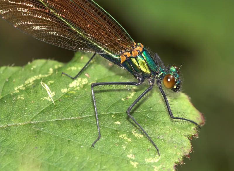 IMAGE: http://i92.photobucket.com/albums/l5/daveyboys/damoisellclose.jpg