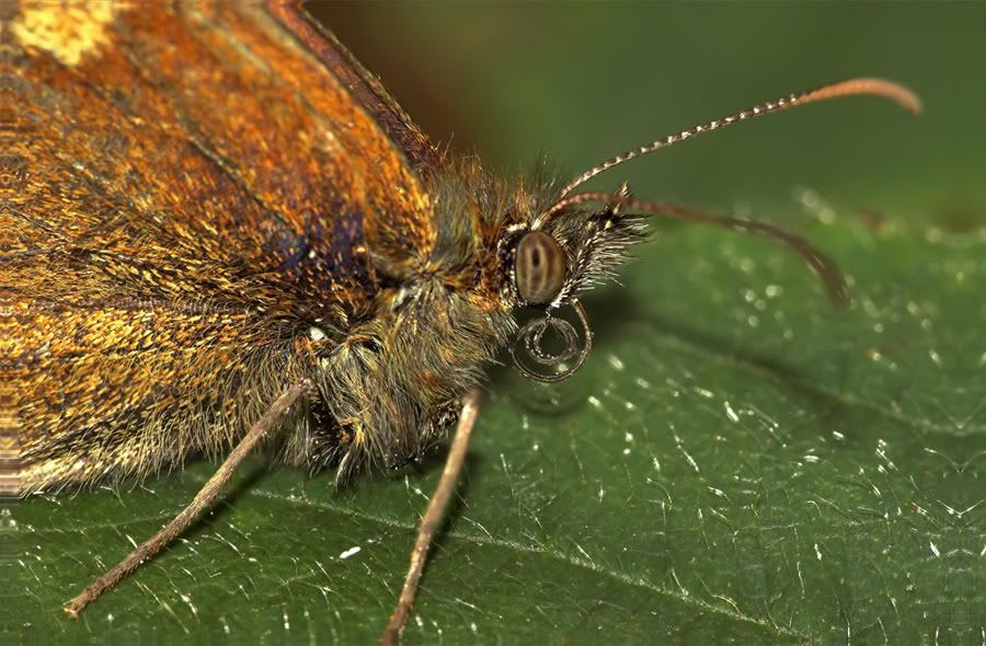 IMAGE: http://i92.photobucket.com/albums/l5/daveyboys/gatekeeperclosercopy.jpg