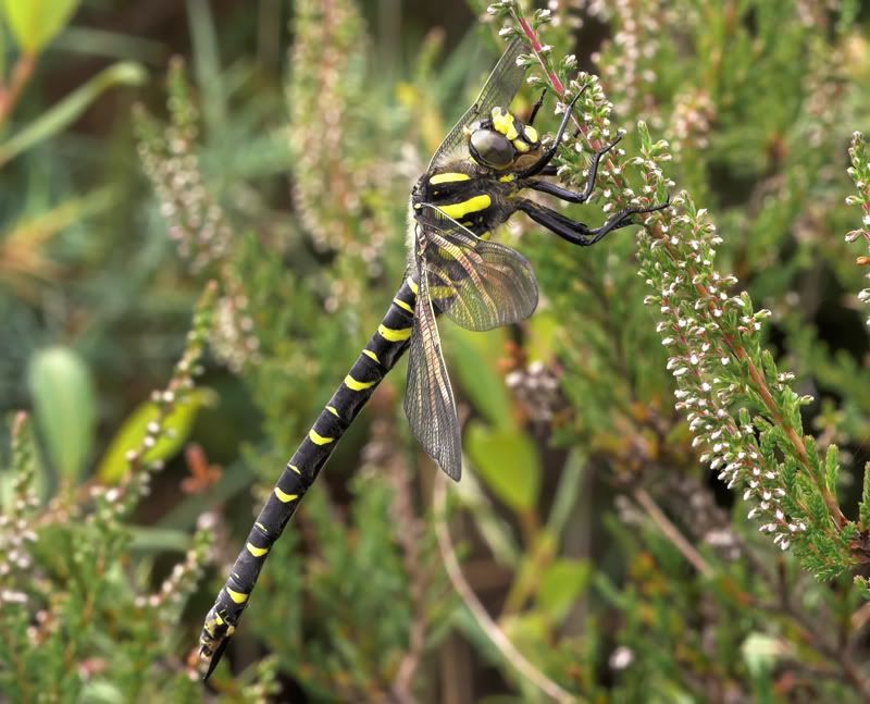 IMAGE: http://i92.photobucket.com/albums/l5/daveyboys/goldenringedbradleypondcopy.jpg