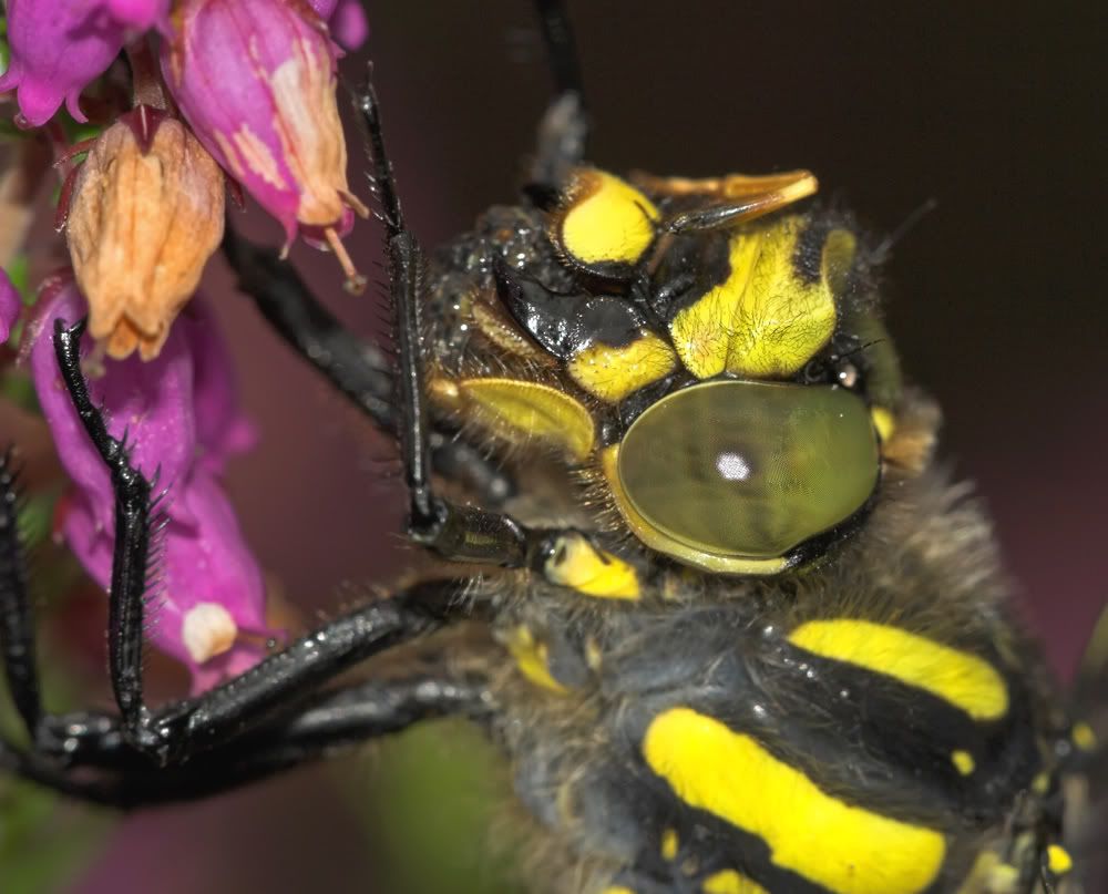 IMAGE: http://i92.photobucket.com/albums/l5/daveyboys/goldenringedcloseup.jpg