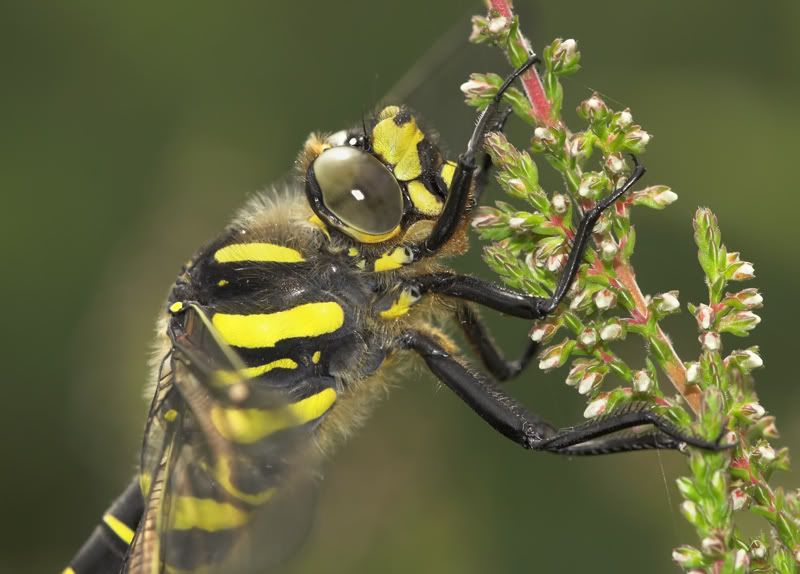 IMAGE: http://i92.photobucket.com/albums/l5/daveyboys/goldenringedcloseupbradleycopy.jpg