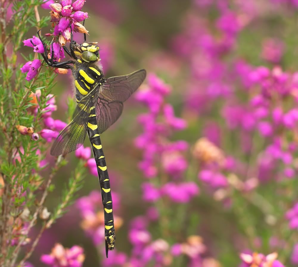 IMAGE: http://i92.photobucket.com/albums/l5/daveyboys/goldenringedheather.jpg