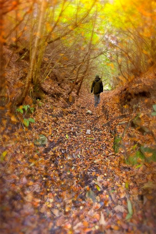 IMAGE: http://i92.photobucket.com/albums/l5/daveyboys/leavesweb.jpg