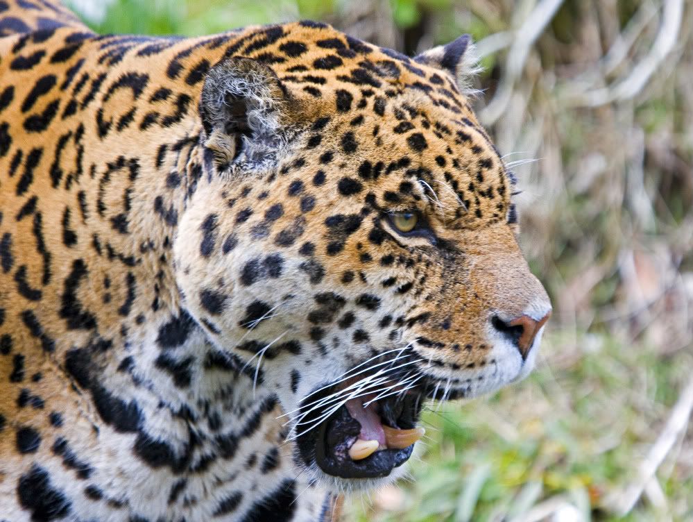 IMAGE: http://i92.photobucket.com/albums/l5/daveyboys/leop1copy.jpg