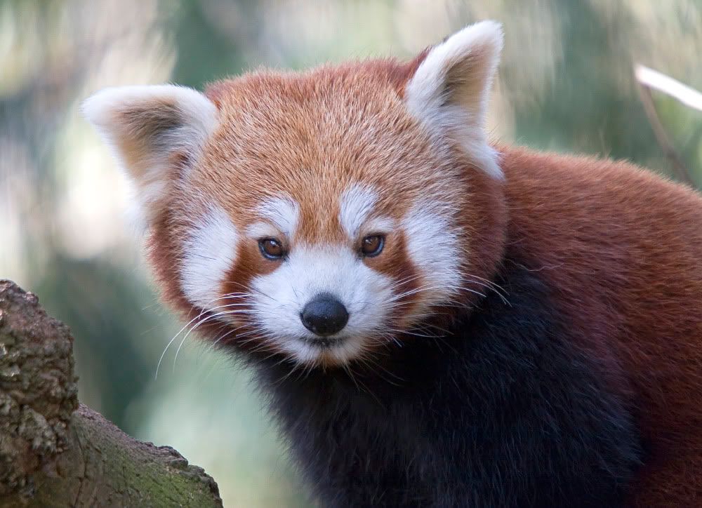 IMAGE: http://i92.photobucket.com/albums/l5/daveyboys/redpanda1copy.jpg