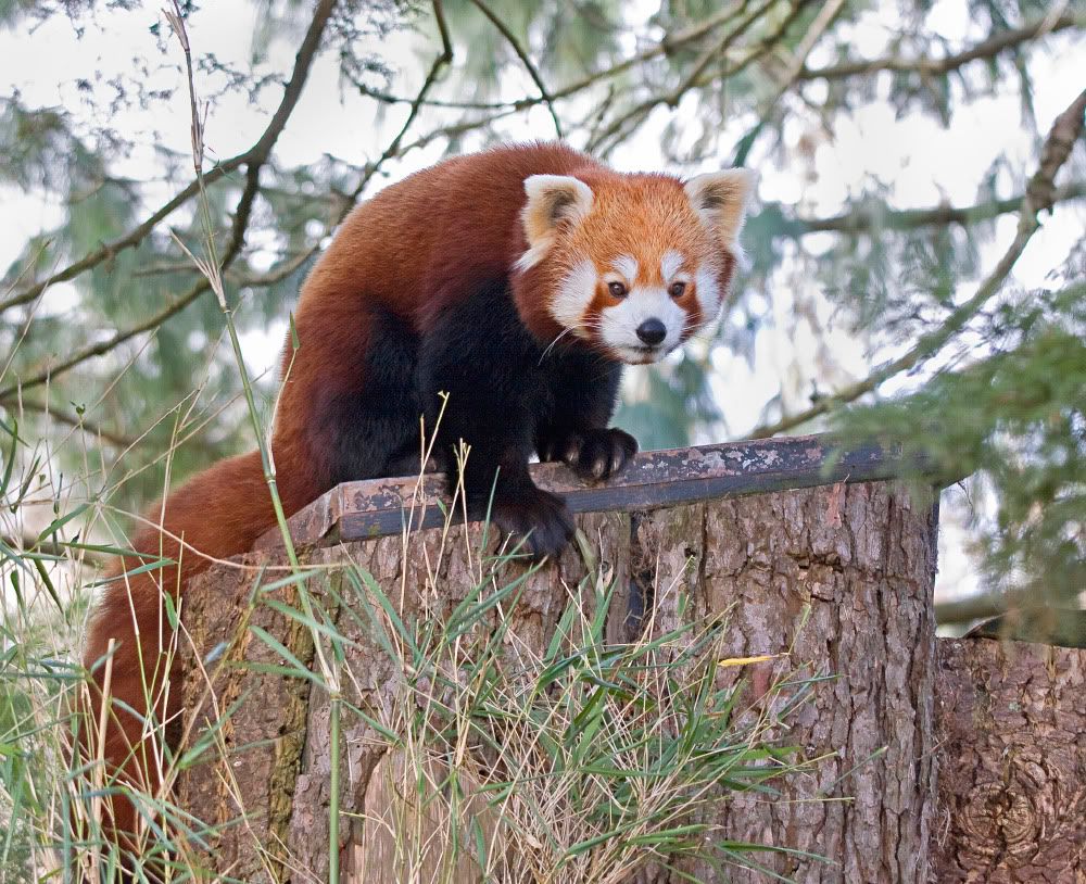 IMAGE: http://i92.photobucket.com/albums/l5/daveyboys/redpanda2copy.jpg