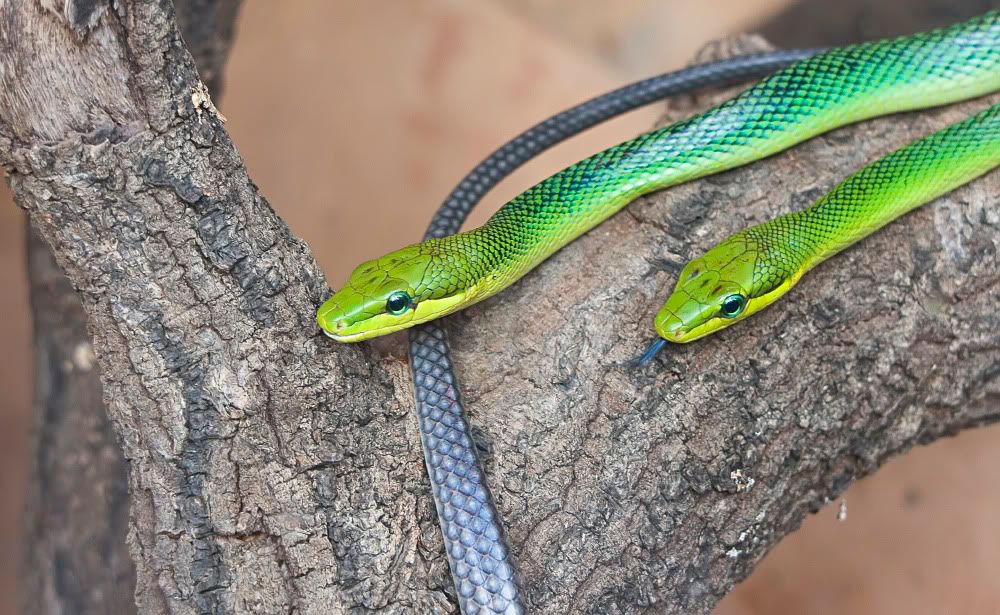 IMAGE: http://i92.photobucket.com/albums/l5/daveyboys/redtailratsnake.jpg