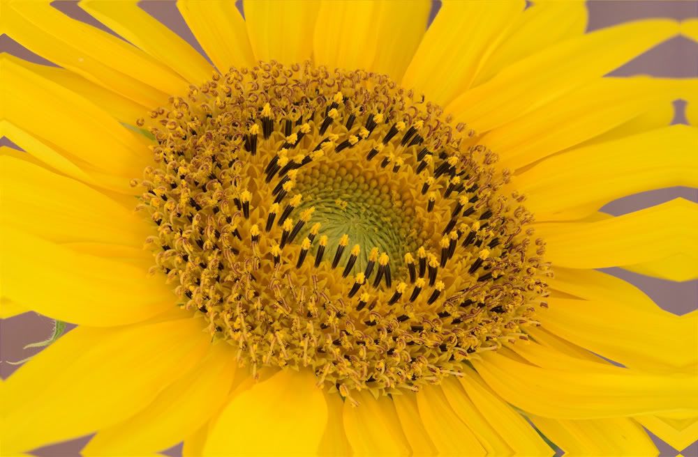 IMAGE: http://i92.photobucket.com/albums/l5/daveyboys/sunflowercopy.jpg