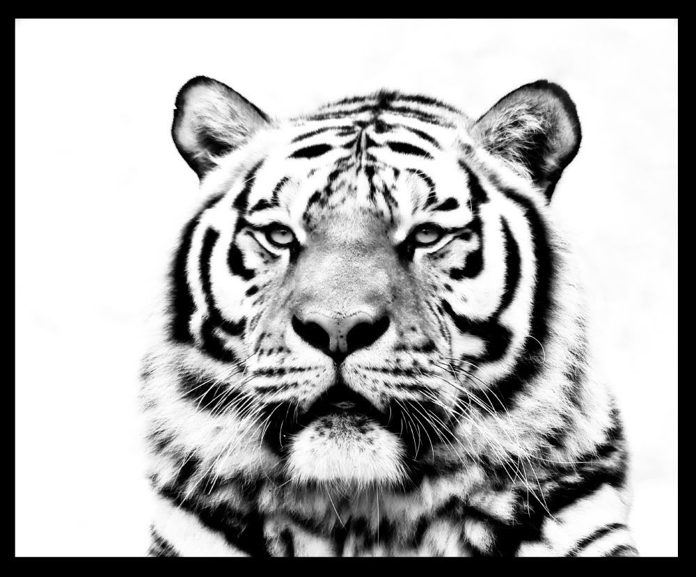 IMAGE: http://i92.photobucket.com/albums/l5/daveyboys/tiger2bw.jpg