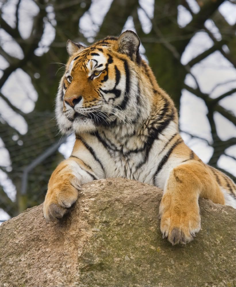 IMAGE: http://i92.photobucket.com/albums/l5/daveyboys/tiger3copy.jpg