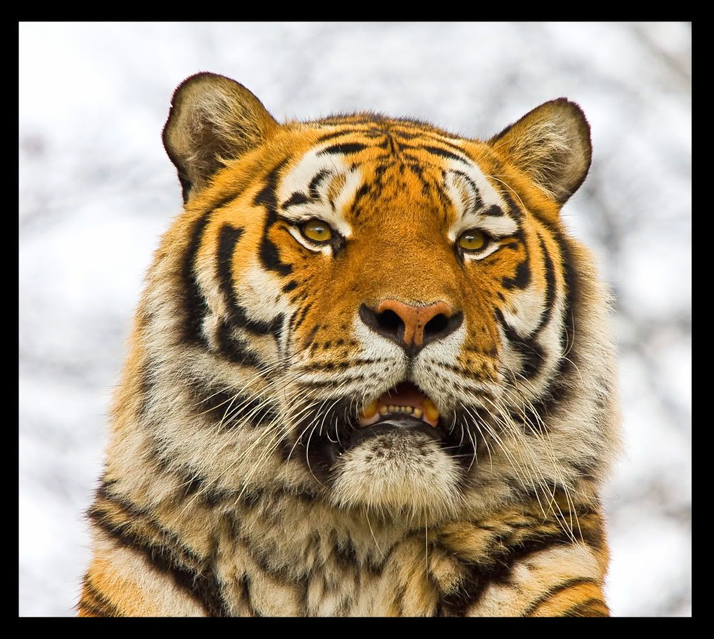 IMAGE: http://i92.photobucket.com/albums/l5/daveyboys/tigerbigmacopy.jpg