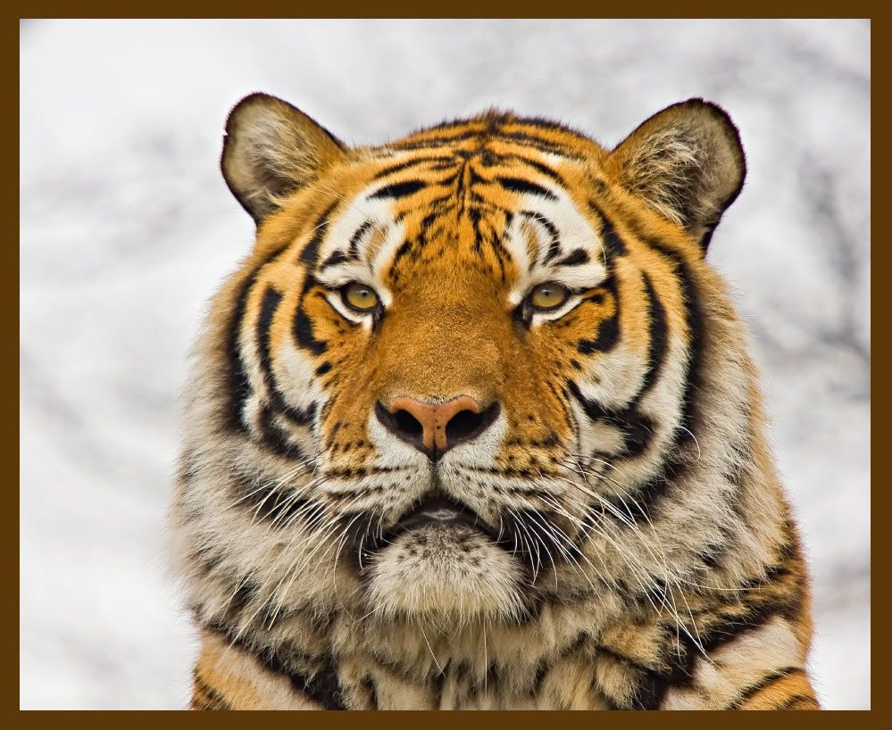 IMAGE: http://i92.photobucket.com/albums/l5/daveyboys/tweb1.jpg