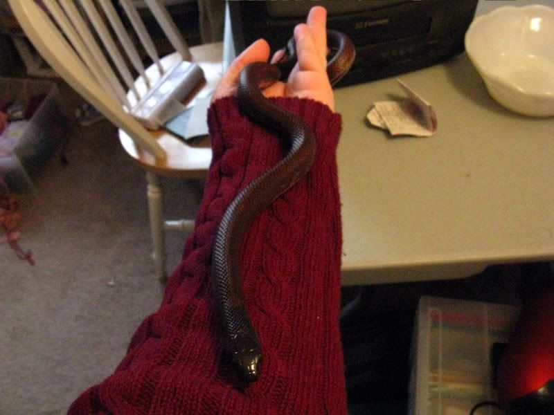 newsnakes022.jpg