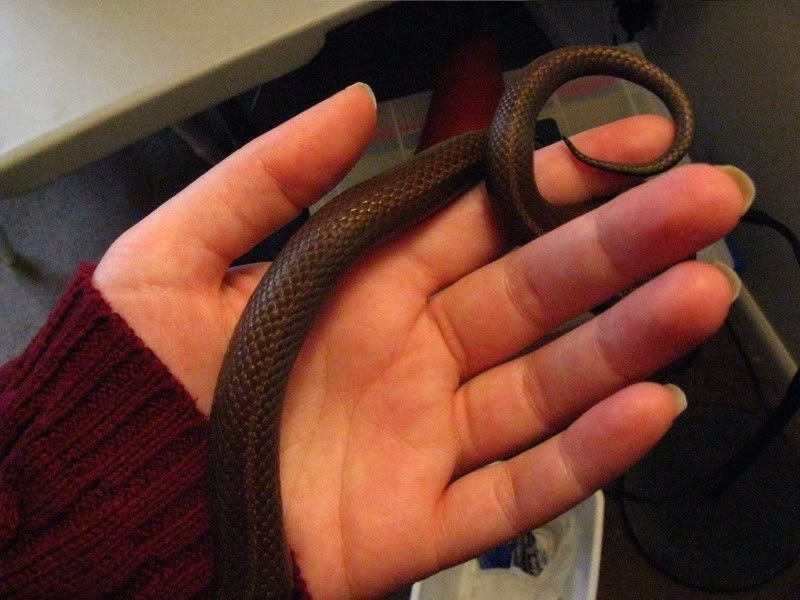 newsnakes024.jpg