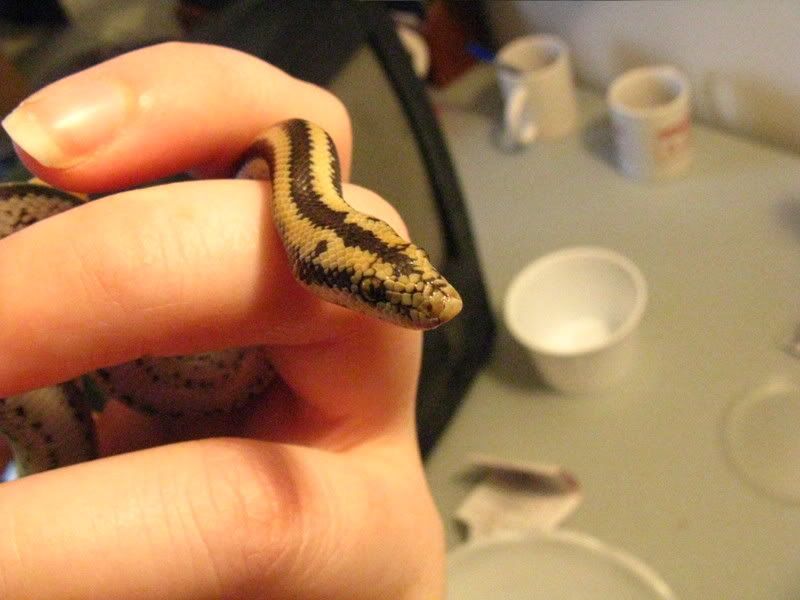 newsnakes030.jpg