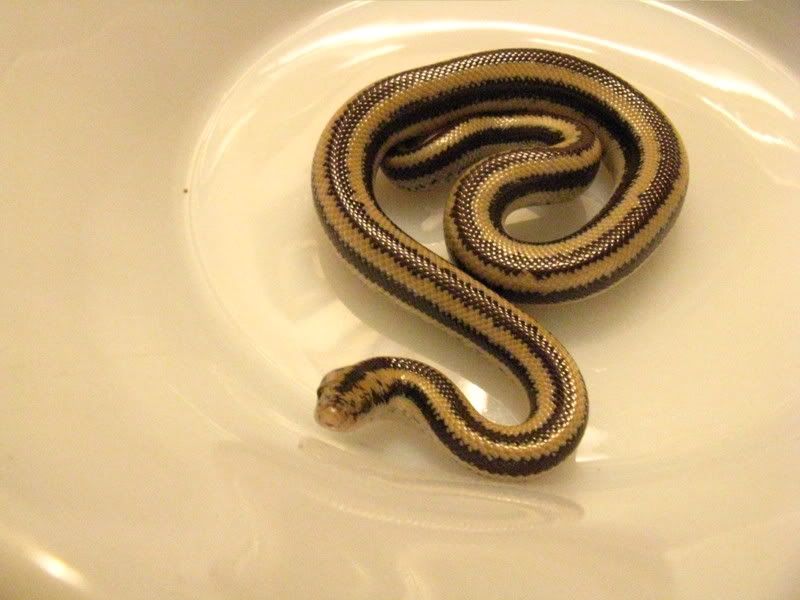 newsnakes038.jpg