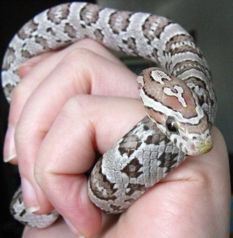 pantsandspots060.jpg