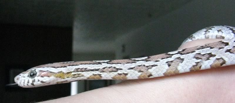 pantsandspots069.jpg