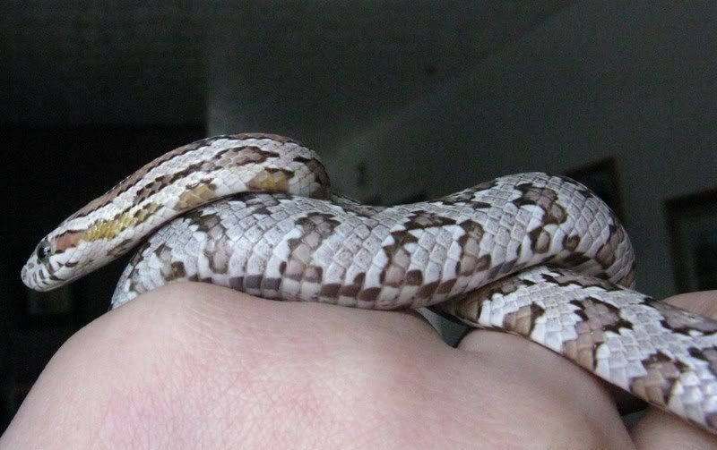 pantsandspots070.jpg