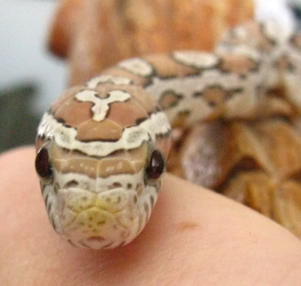 pantsandspots079.jpg