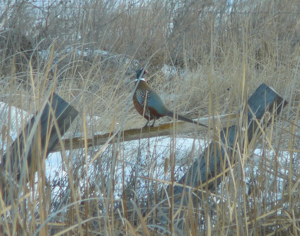 NDFencebird.jpg