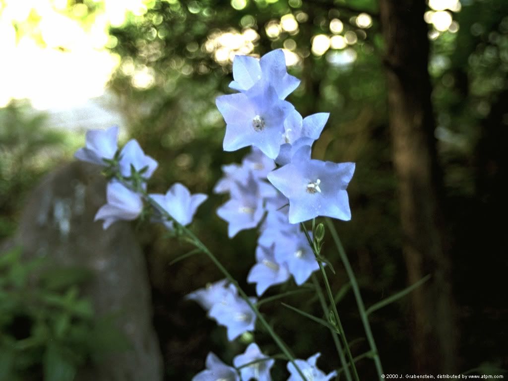 blue-flower.jpg