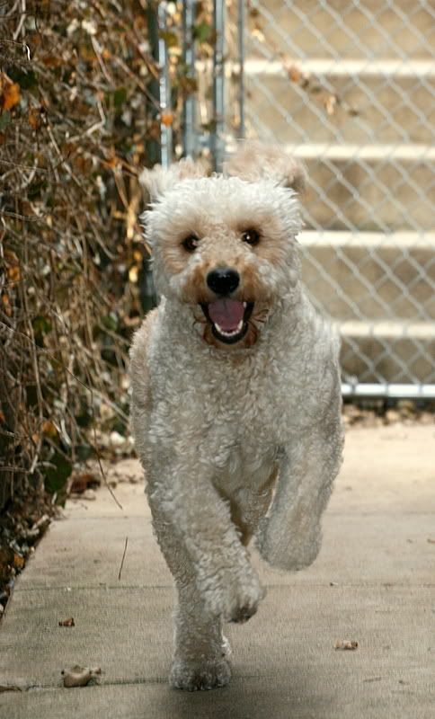 IMAGE: http://i92.photobucket.com/albums/l8/barkleydog1/IMG_0848-1.jpg