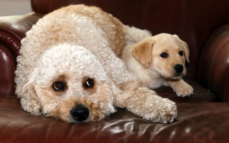 IMAGE: http://i92.photobucket.com/albums/l8/barkleydog1/IMG_2339.jpg