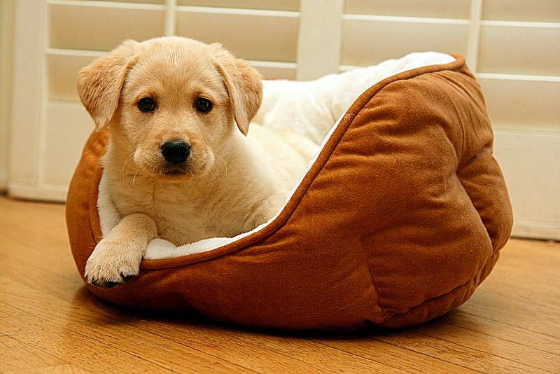 IMAGE: http://i92.photobucket.com/albums/l8/barkleydog1/IMG_2411-1.jpg?t=1244606860