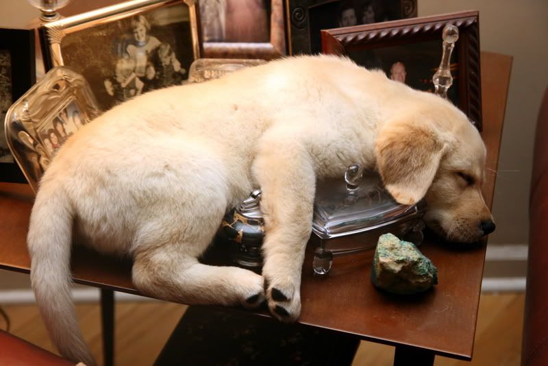 IMAGE: http://i92.photobucket.com/albums/l8/barkleydog1/IMG_2458.jpg