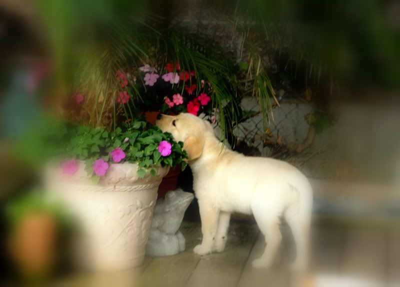 IMAGE: http://i92.photobucket.com/albums/l8/barkleydog1/IMG_2935.jpg