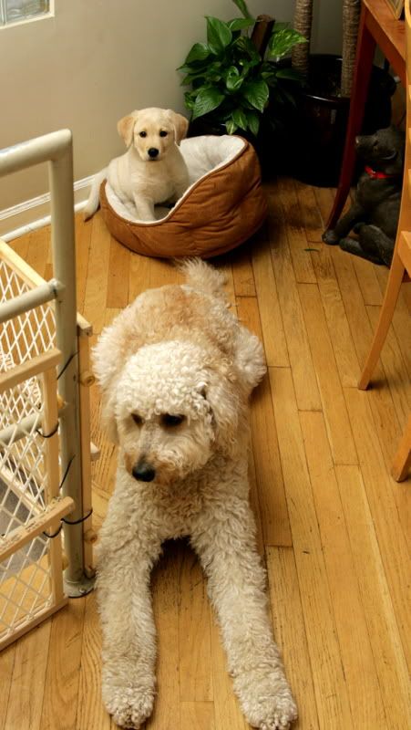 IMAGE: http://i92.photobucket.com/albums/l8/barkleydog1/IMG_2989.jpg