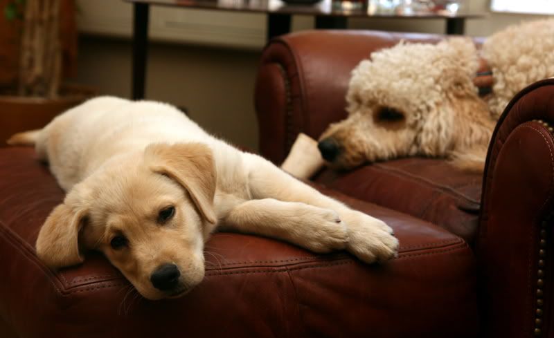 IMAGE: http://i92.photobucket.com/albums/l8/barkleydog1/IMG_3309-1.jpg