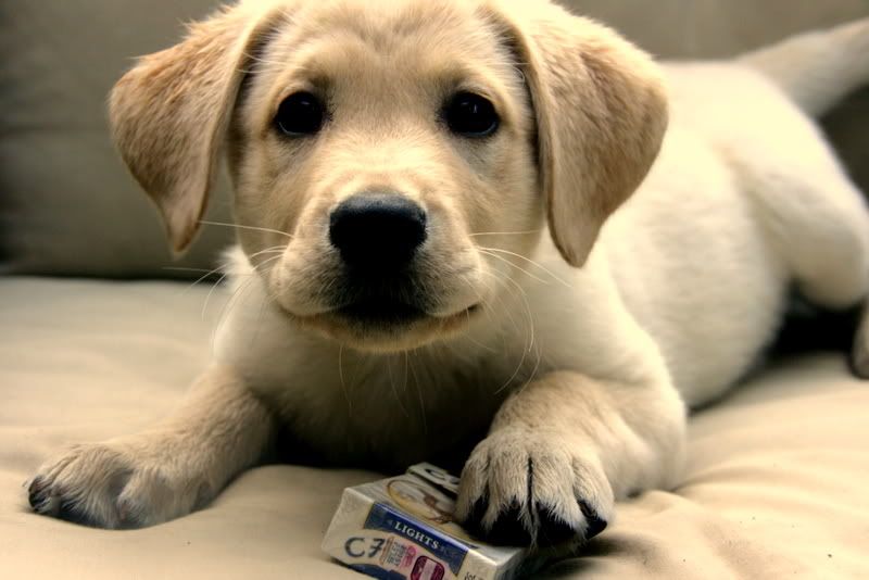 IMAGE: http://i92.photobucket.com/albums/l8/barkleydog1/IMG_3452-2.jpg