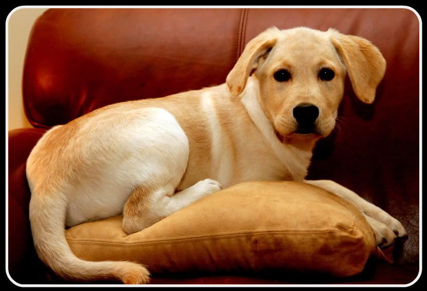 IMAGE: http://i92.photobucket.com/albums/l8/barkleydog1/IMG_3616-5.jpg