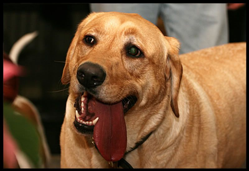 IMAGE: http://i92.photobucket.com/albums/l8/barkleydog1/new/biteyface002-1.jpg