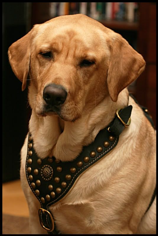 IMAGE: http://i92.photobucket.com/albums/l8/barkleydog1/new/regal088-1.jpg