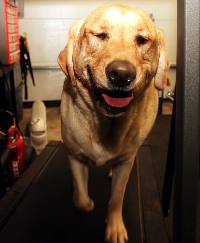 IMAGE: http://i92.photobucket.com/albums/l8/barkleydog1/new/treadmill019copy.jpg