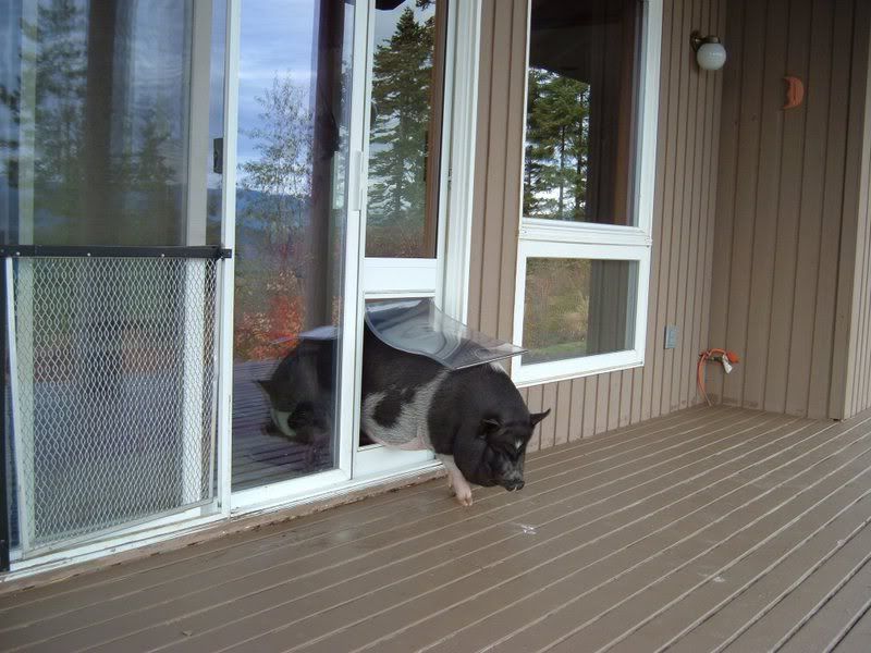 Stella1.jpg picture by CaptainHeartthrob