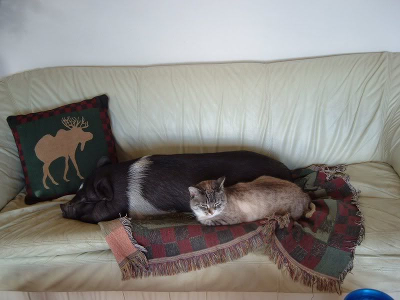 Stella2.jpg picture by CaptainHeartthrob