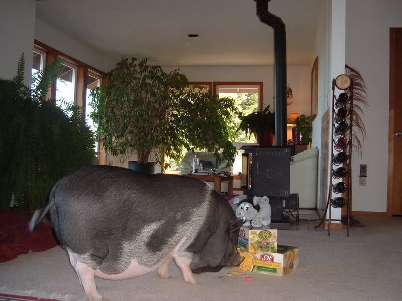 Stella3.jpg picture by CaptainHeartthrob