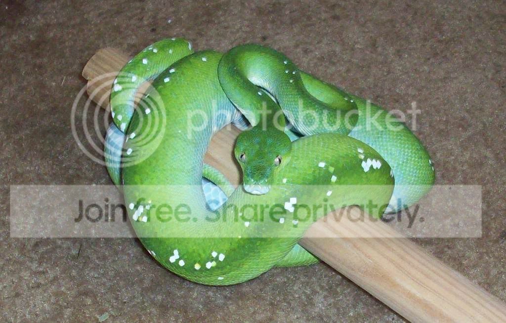 Green Tree Python Color Change | Chameleon Forums
