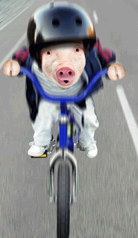 piglet bike