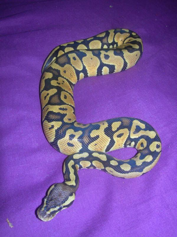 Our snake collection so far.... | Reptile Forums